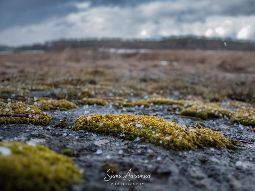Sammalta kiven päällä ja rakeita