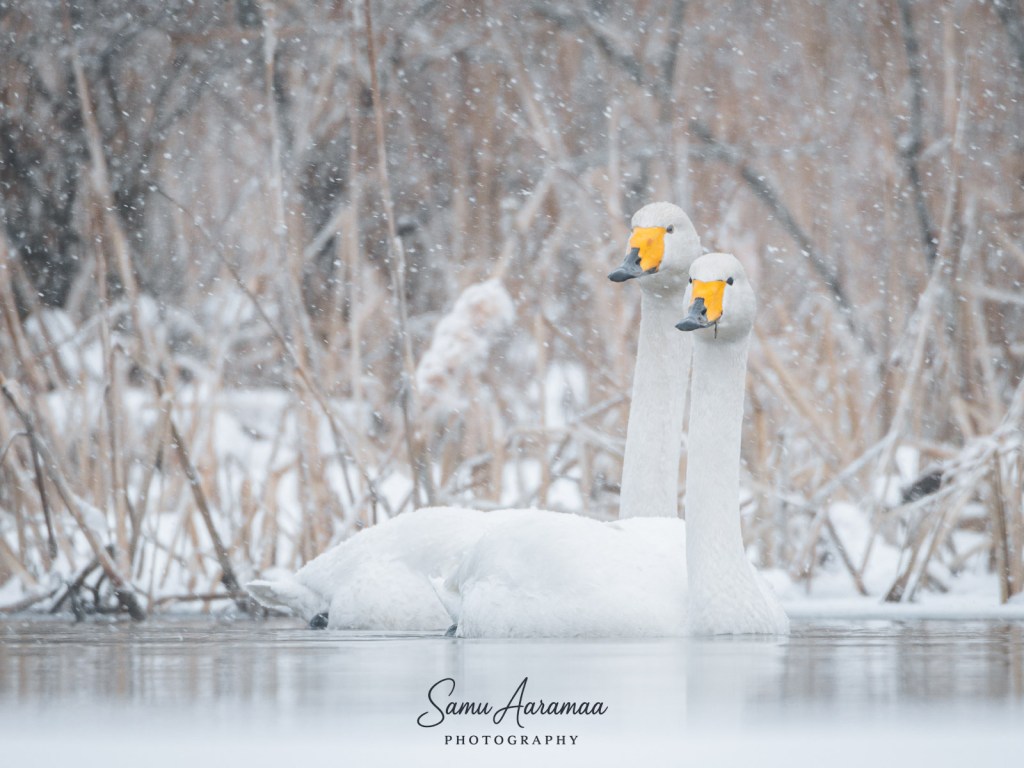 Laulujoutsenet vedessä lumisateessa Tampereen Iidesjärvellä.