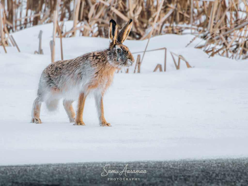 Rusakko järven sulapaikan reunalla Tampereen Iidesjärvellä.